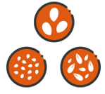 Golden ratio culture medium