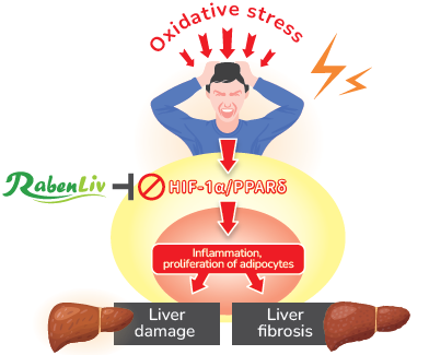 Mechanism of C. rabens extract on liver care Mechanism of C. rabens extract on liver care