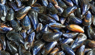 MussLift™專利藍貽貝萃取 (含MGG7™胜肽)