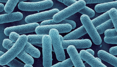 BRETIDE™ 專利乳酸菌發酵物(含NLP5™胜肽)