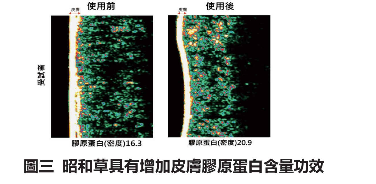 昭和草圖3 昭和草圖3