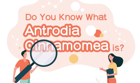 Do you recognize Antrodia Cinnamomea?