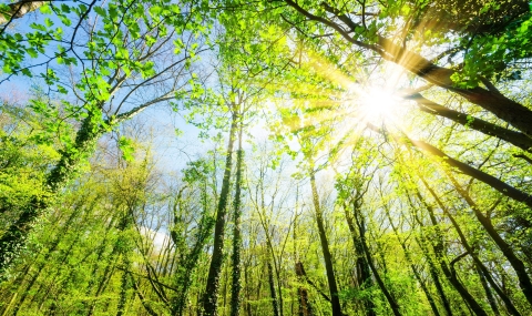 Taiwan's Antrodia Cinnamomea Charging Towards the International Market: Sustainable Development and Diverse Research on Antrodia cinnamomea